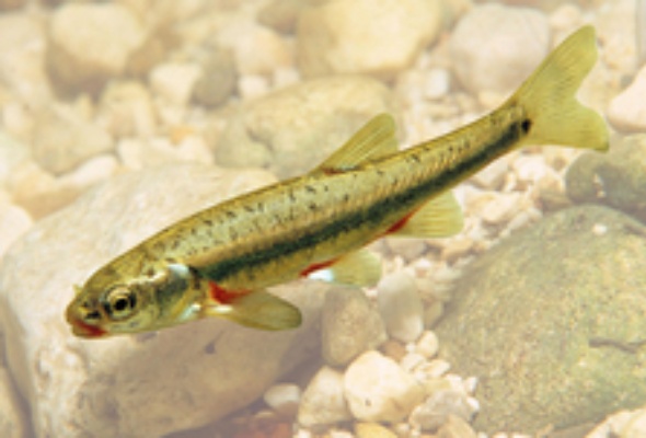 Elritze-wird-Fisch-des-Jahres-2016-in-Oesterreich module related