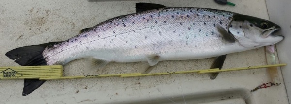 IMG-20160313-WA0007 IMG-20160313-WA0007