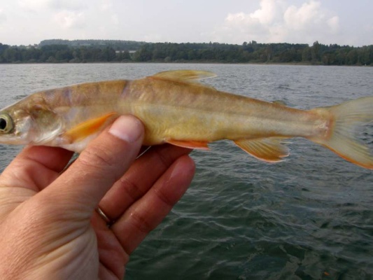 Doch-nicht-ausgestorben-Der-Tiefwassersaibling-aus-dem-Bodensee