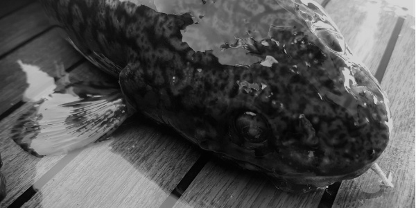 Trüsche black&white 20170129 150302-1