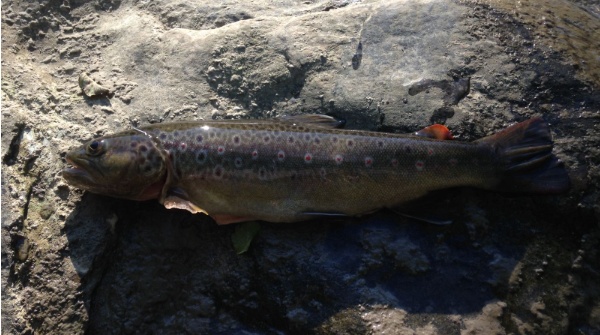 IMG-20170610-WA0015 IMG-20170610-WA0015