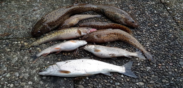 Triplette Triplette