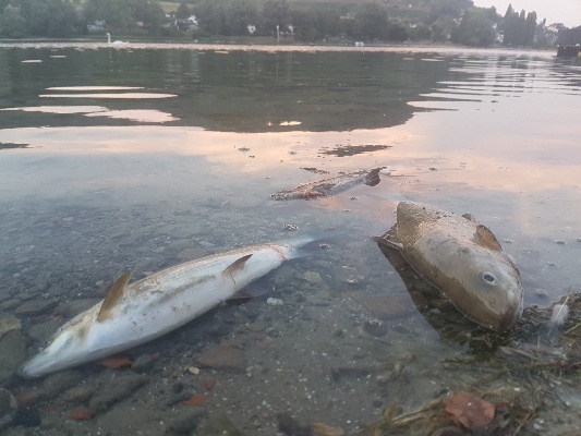 Fischsterben im Rhein Fischsterben im Rhein