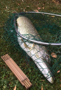 IMG-20180808-WA0038 IMG-20180808-WA0038