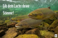 Lachs wwf