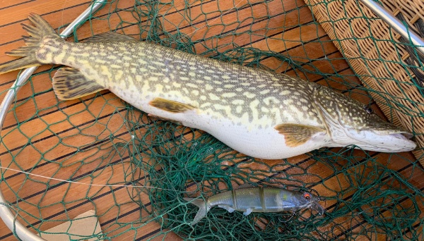 Hecht Hansheini Fischli 2 Hecht Hansheini Fischli 2