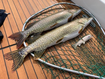 Hansheini Fischli 1 Hansheini Fischli 1