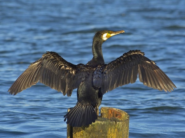 Kormoran