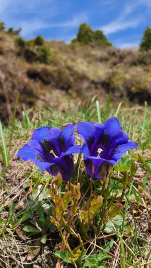Engstlensee 8 Engstlensee 8