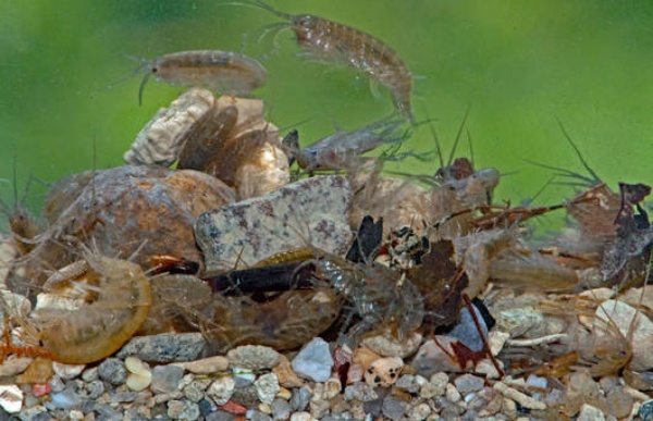 gruppe bachflohkrebse 1920x1239 cr verena lubini