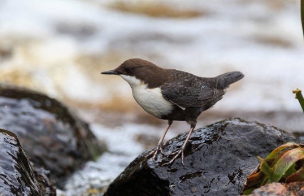 wasseramsel 1920x1239 cr saxifraga jelmer reyntjes