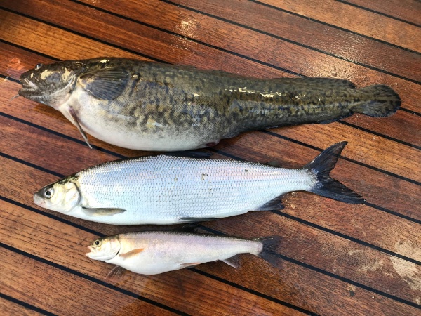 Winter-Triplette Winter-Triplette