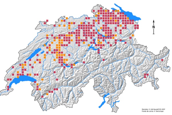 Flusskrebs 2