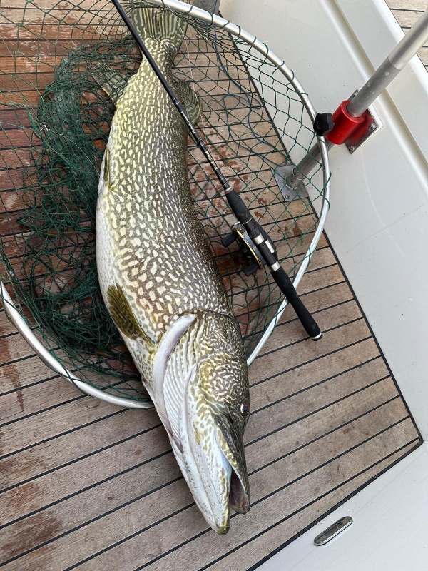Hecht Hansheni Fischli Hecht Hansheni Fischli