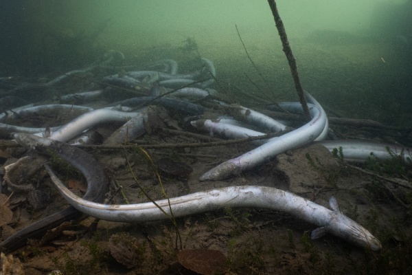 Aal Fischsterben SFV Jonas Steiner Timon Polli 4