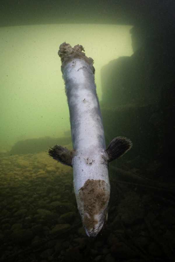 Aal Fischsterben SFV Jonas Steiner Timon Polli 5