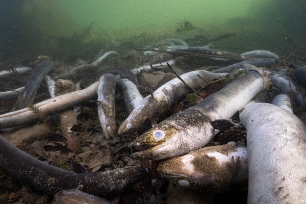 Aal Fischsterben SFV Jonas Steiner Timon Polli 6