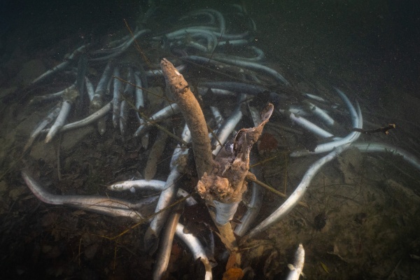 Aal Fischsterben SFV Jonas Steiner Timon Polli 7