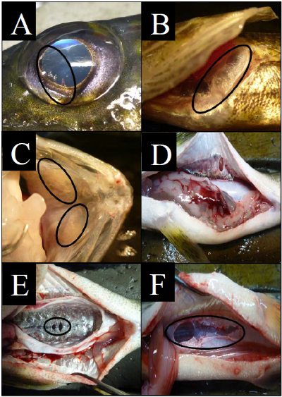 Brown etal 2016