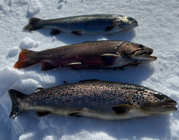 IMG-20260114-WA0042 IMG-20260114-WA0042