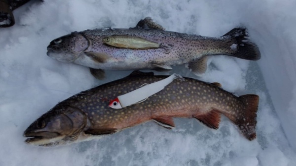 motion photo 287343456019069769 motion photo 287343456019069769