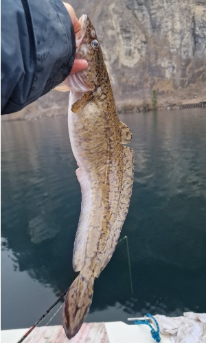 Trueschen 25 01 2026 - 2 Trueschen 25 01 2026 - 2