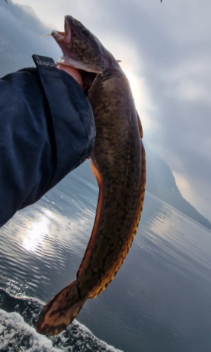 Trueschen 25 01 2026 Trueschen 25 01 2026