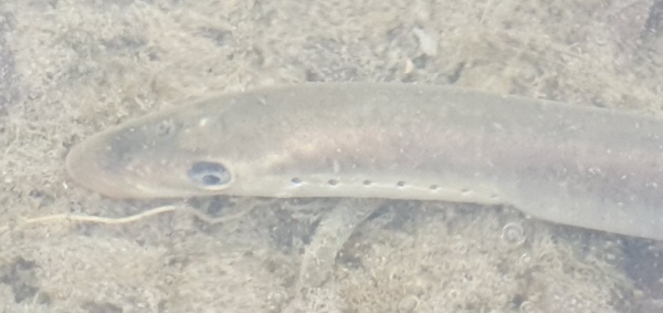 Bachneunauge 1 Bachneunauge 1