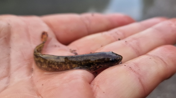 Truesche 1 4 Truesche 1 4