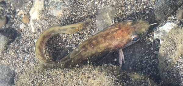 Truesche 2 5 Truesche 2 5