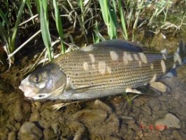 Saprolegniapilz befallener Fisch