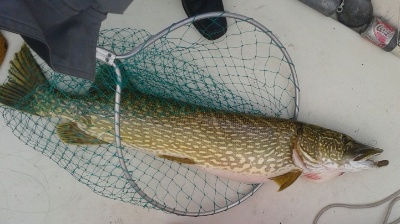 IMG-20151009-WA0007 IMG-20151009-WA0007